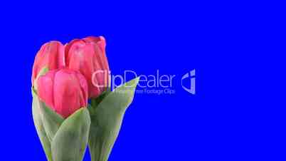 Time-lapse of growing red tulips blue chroma key 4ck