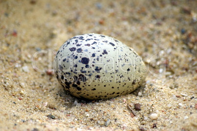Austernfischer Ei