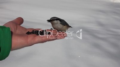 Birds eating seeds from hand.