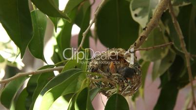 Two Hummingbird Baby Fledgelings Sleeping in their Nest