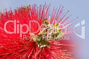 Callistemon mit Biene