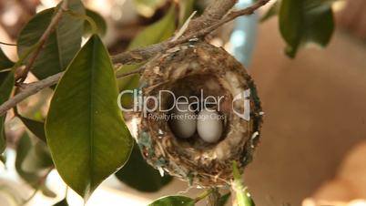 2 Hummingbird Eggs in a Nest in a Tree