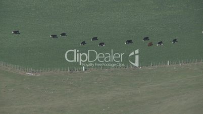 Cattle herd