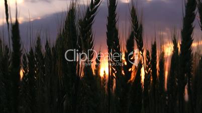 Wheat ears on sunset.