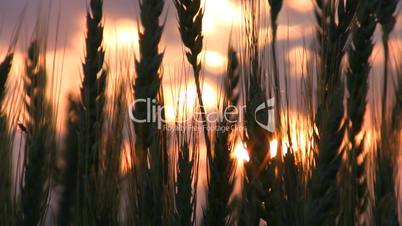 Wheat ears on sunset.