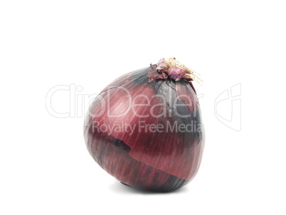 Onion on white