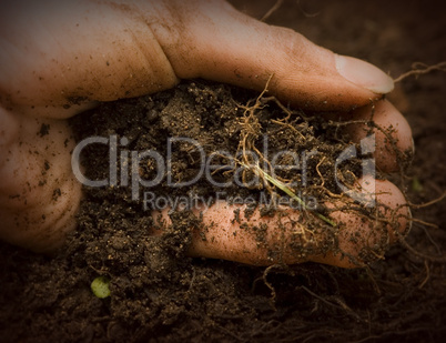 Hand in Dirt