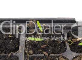 Seedling Start