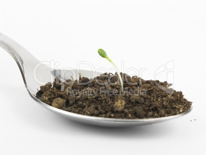 Sprout in Spoon