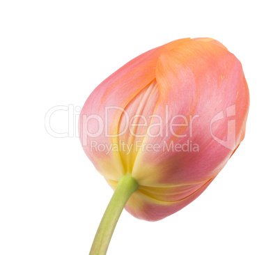 Peach Sorbet Spring Tulip