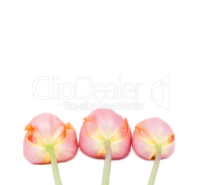 Peach Sorbet Spring Tulip