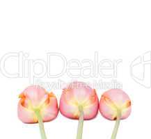 Peach Sorbet Spring Tulip