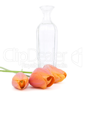 Peach Sorbet Spring Tulip