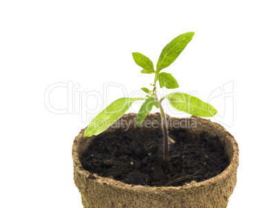 Tomato plant sprout