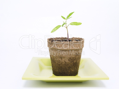 Tomato Plant Starter