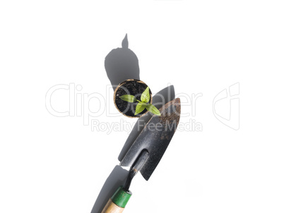Bell Pepper Sprout with Shovel