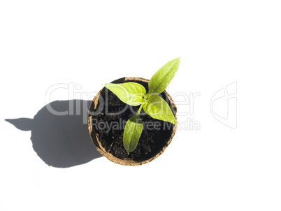 Bell Pepper Sprout
