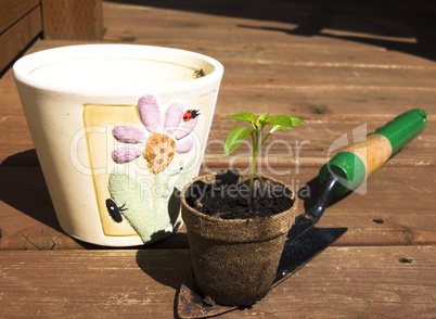 Bell pepper sprout being repotted