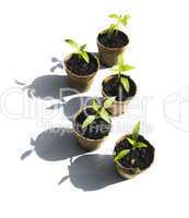 Five Bell Pepper Seedlings