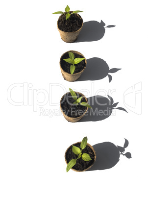 Five Bell pepper seedlings