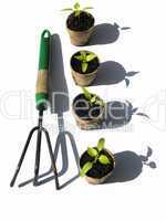 Bell pepper seedlings with rake