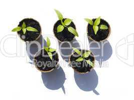 Bell Pepper Seedlings