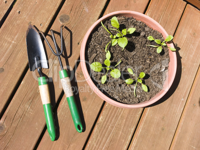 Baby Spinach in planter