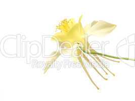 Yellow Columbine Flower