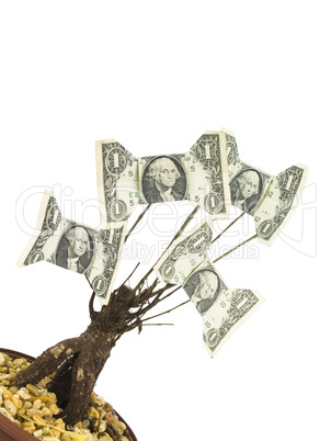 Money Tree