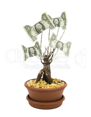 Money Tree