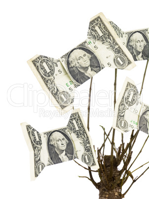 Money Tree