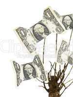 Money Tree