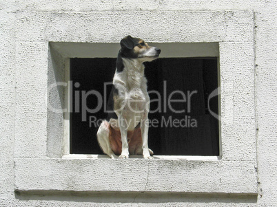 Port-Louis, Hund am Fenster
