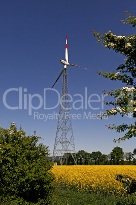 Windkraftanlage mit Rapsfeld