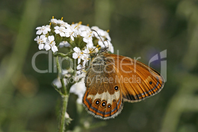 Coenonympha arcania, Perlgrasfalter