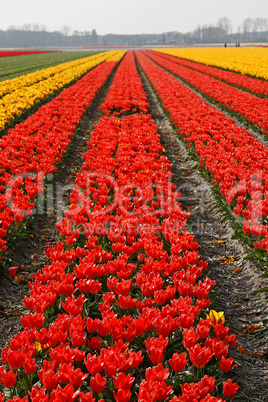 Tulipa, Tulpenfelder bei Lisse