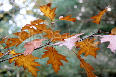 Herbstblätter