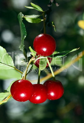 Cherry