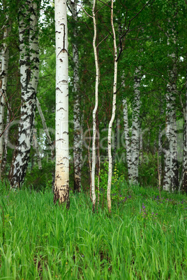 Birch forest