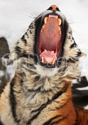 Yawning tiger