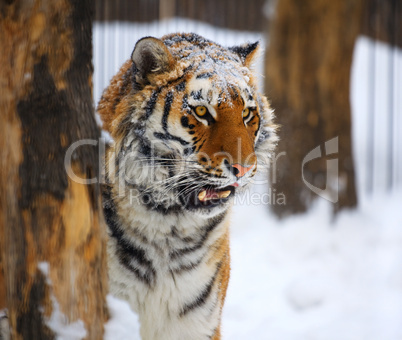 Young tiger portrait.
