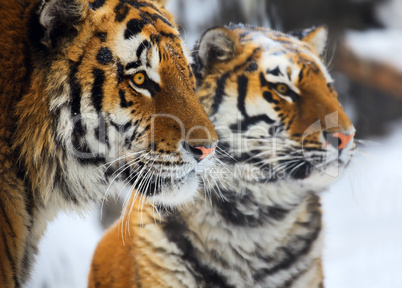 Tigers