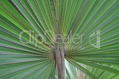 Palmenblatt