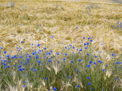 cornflowers in barley field
