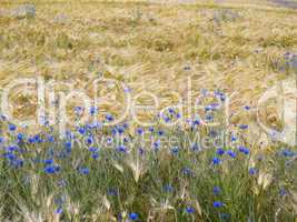cornflowers in barley field