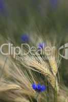 cornflower in barley field