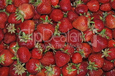 Erdbeeren