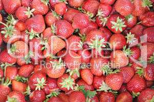 Erdbeeren