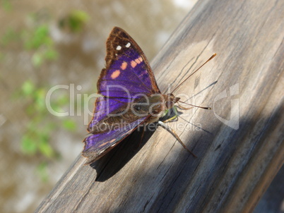 Schmetterling Urwald 03