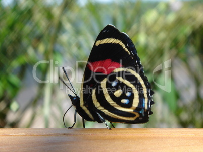 Schmetterling Urwald 01